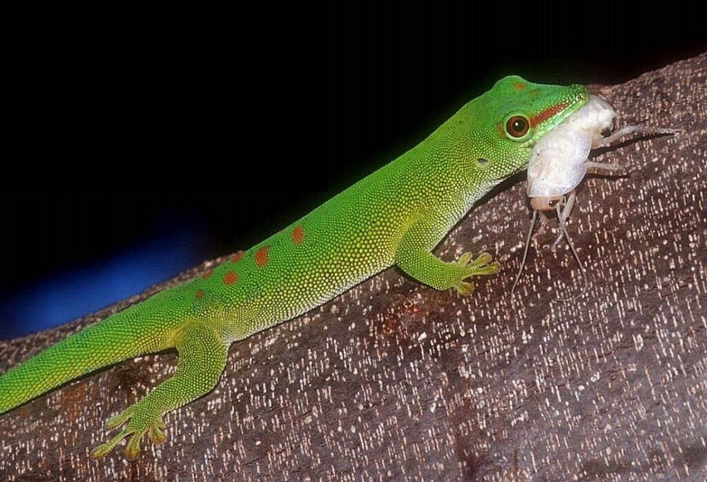 Consejos para alimentar geckos de Madagascar: aprende cómo