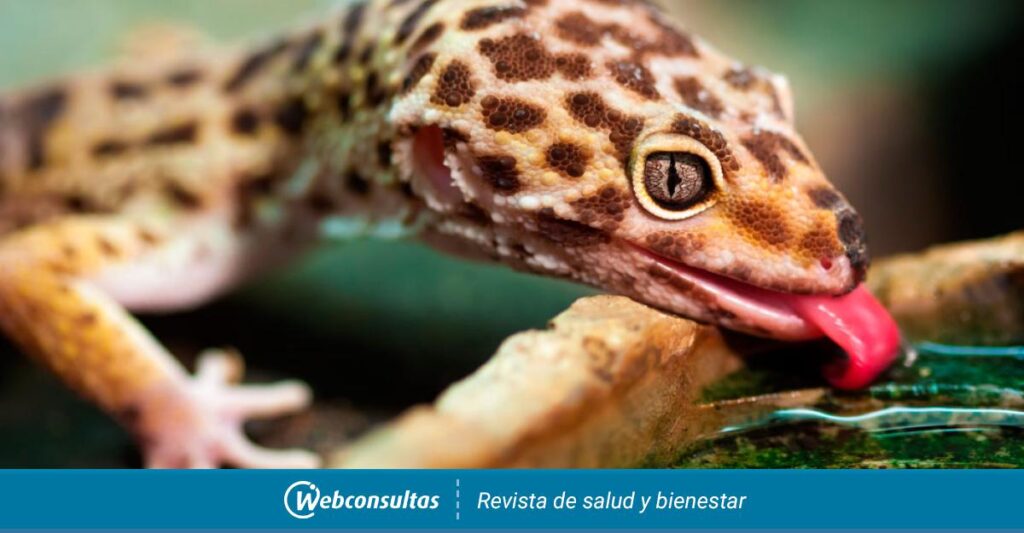 Alimentos para geckos: qué comen y cómo cuidar su alimentación
