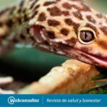 Alimentos para geckos: qué comen y cómo cuidar su alimentación