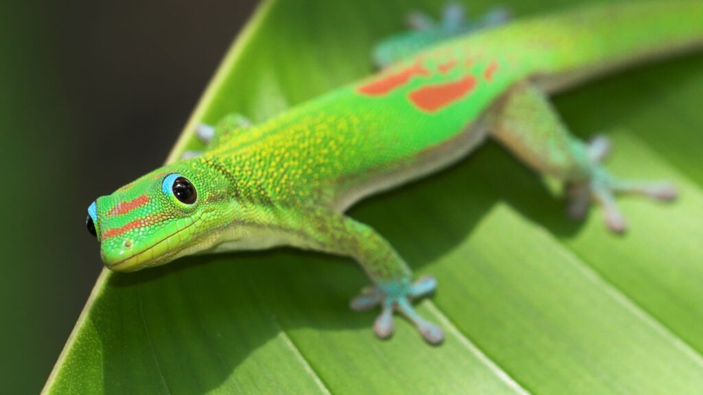 Apoya a los geckos en peligro: descubre su situación crítica y cómo ayudar