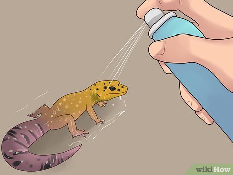 Aprende a cuidar y manejar geckos de forma segura con nuestros consejos expertos