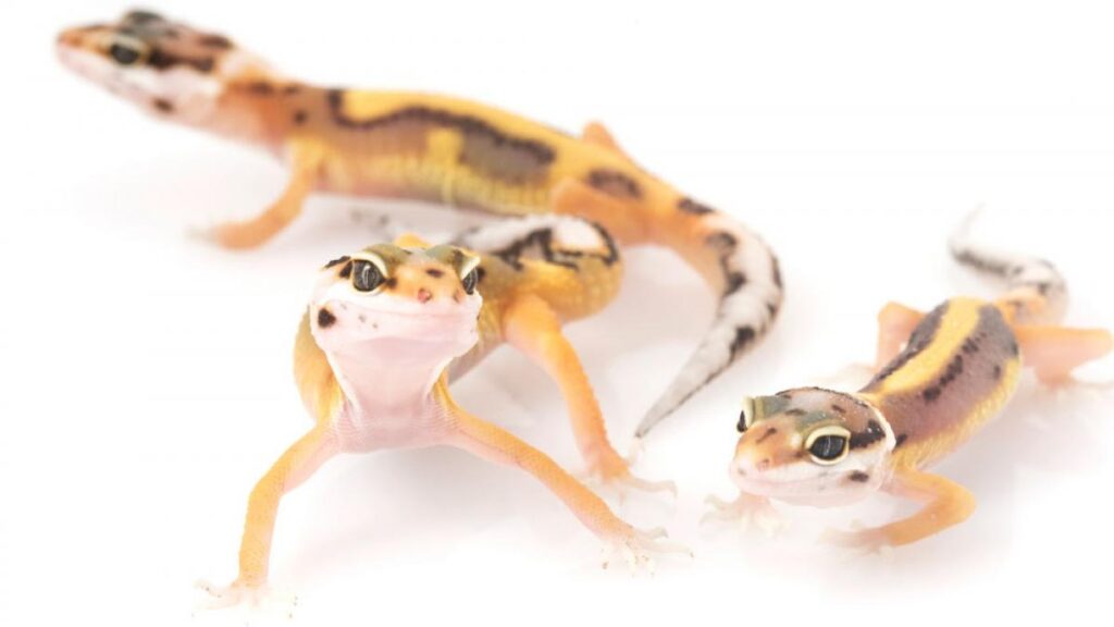 Aprende a identificar señales clave de reproducción en geckos y cómo prepararlos