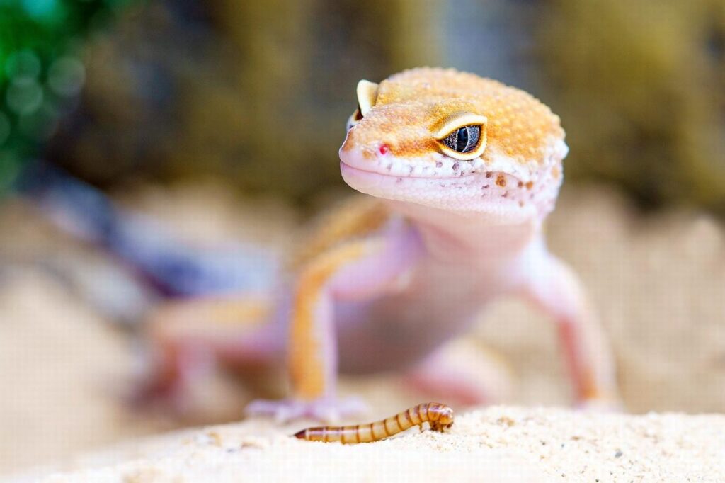 Beneficios de los geckos en el ecosistema: descubre su papel clave