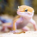 Beneficios de los geckos en el ecosistema: descubre su papel clave