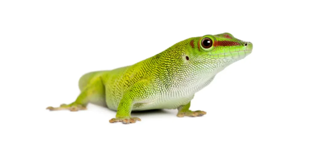 Beneficios de tener un gecko de Madagascar como mascota: exótico y fácil de cuidar