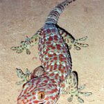 Características únicas de los geckos de las islas del Pacífico