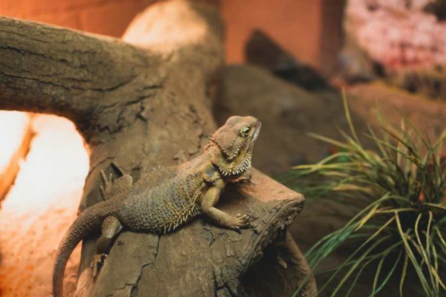 Causas, síntomas y cuidados del tratamiento de la infección respiratoria en geckos