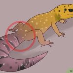 Cómo actuar de forma efectiva ante problemas de salud en geckos: primeros auxilios
