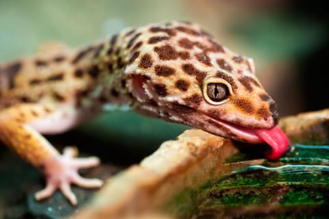 Cómo cuidar la alimentación del gecko de cola pilosa: Dieta ideal y consejos prácticos