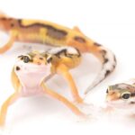 Comportamiento reproductivo de los geckos: Descubre su intrigante apareamiento