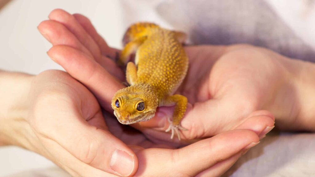 Consejos expertos para alimentar geckos: preparación y mejores formas