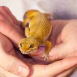 Consejos expertos para alimentar geckos: preparación y mejores formas