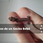 Consejos expertos para alimentar geckos recién nacidos: secretos revelados