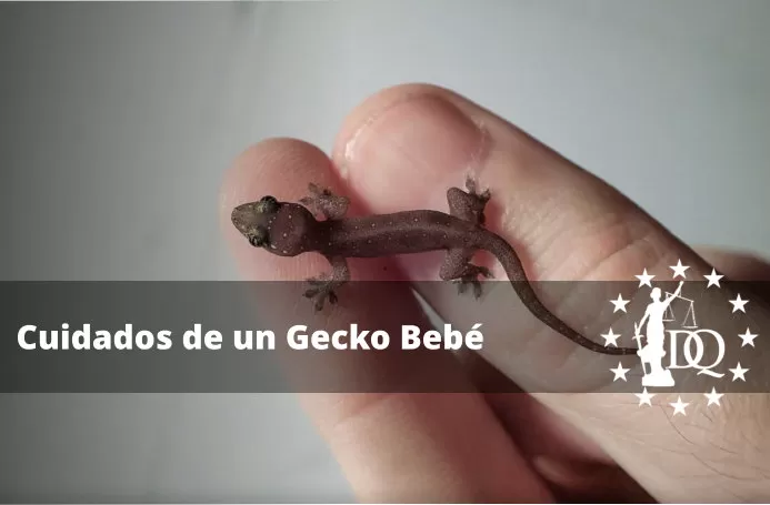 Consejos para adoptar o vender geckos recién nacidos, de forma rápida y sencilla