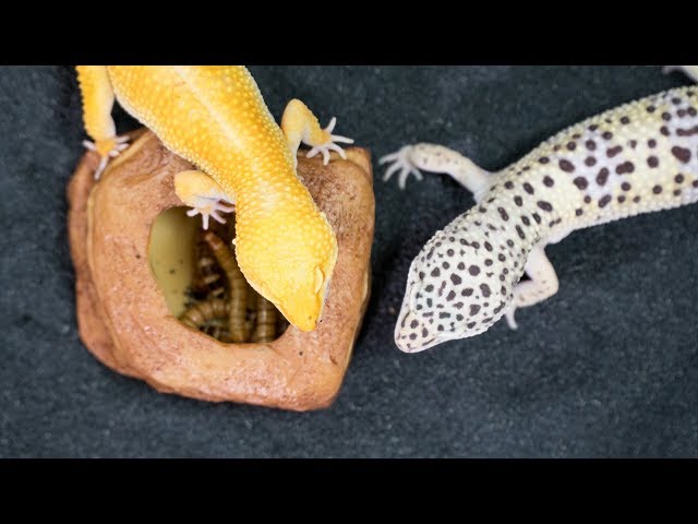 Consejos para alimentar a los geckos de cola en látigo: guía completa