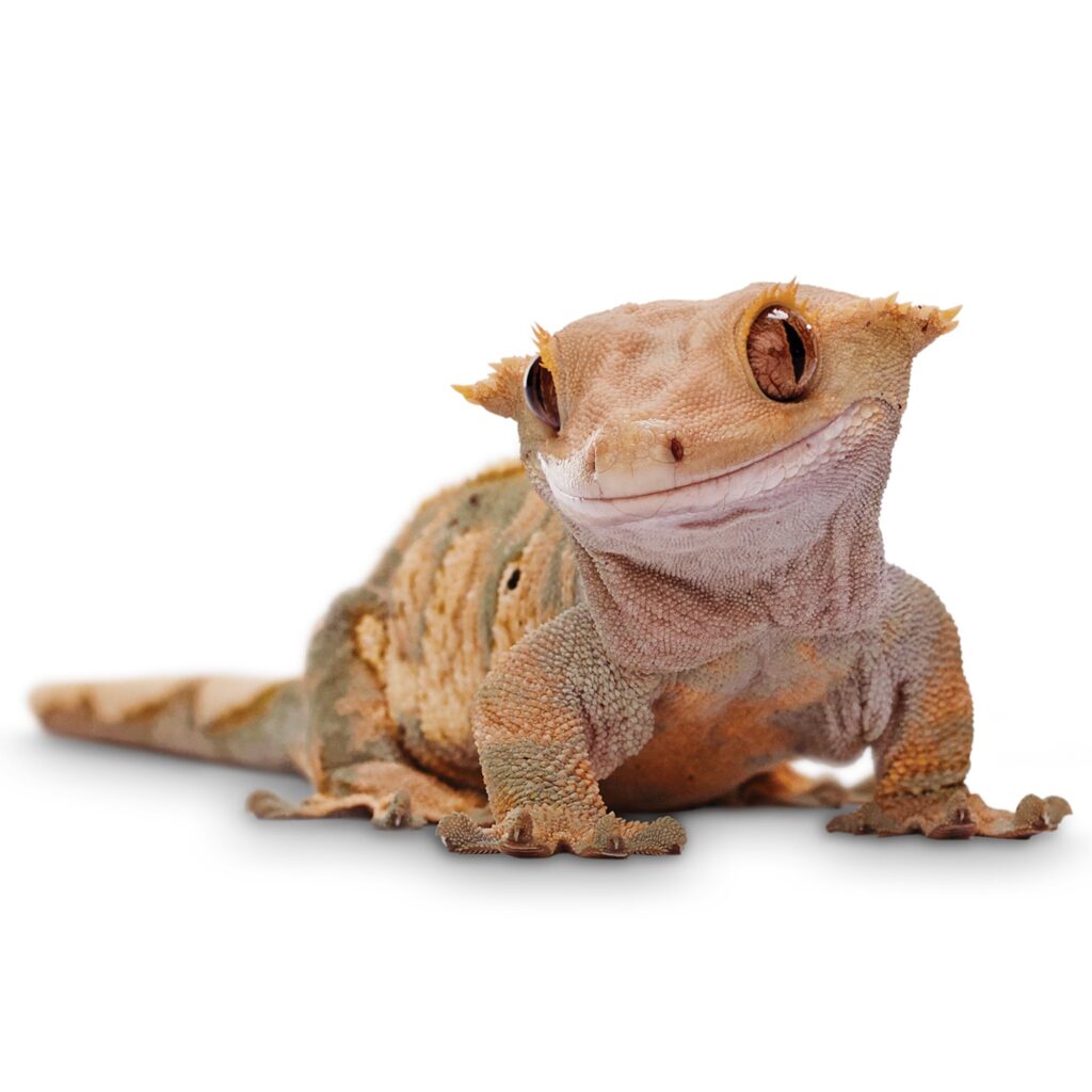 Consejos para alimentar geckos grandes: guía completa