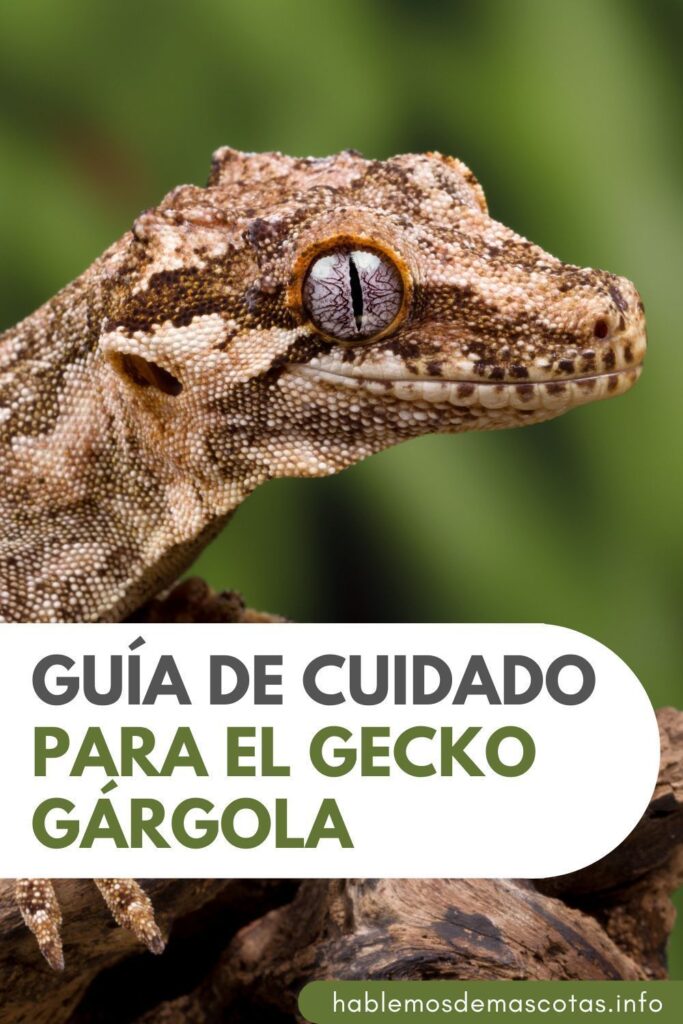 Consejos para crear un ambiente seguro y acogedor para tus geckos