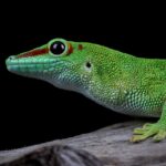Consejos para criar geckos: hábitat perfecto y tranquilidad para el éxito