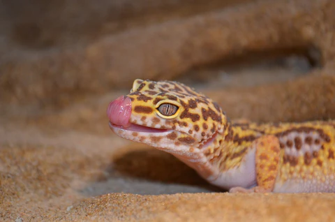 Consejos para elegir el gecko perfecto: encuentra la mascota ideal