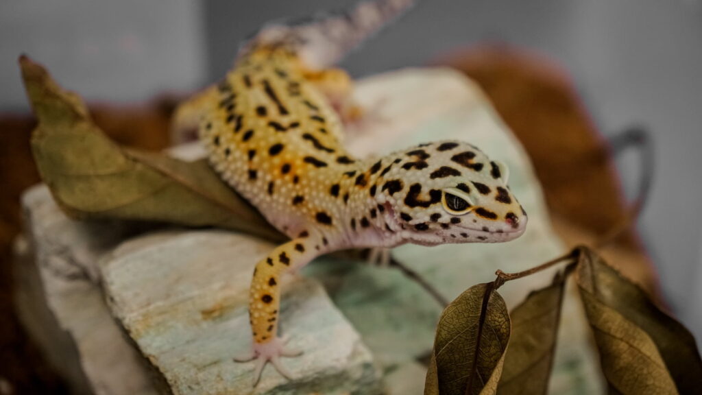 Consejos para entender y manejar el comportamiento y temperamento del gecko en su entorno