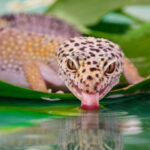 Consejos para hidratar tu gecko: todo lo que necesitas saber