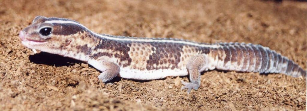 Consejos para la mejor dieta de gecko africano de cola gorda