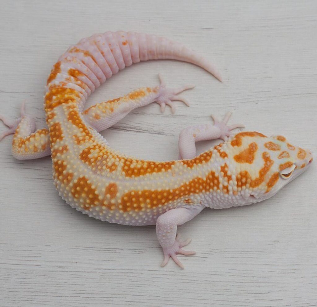 Consejos para optimizar la reproducción de geckos: temperatura y humedad equilibradas