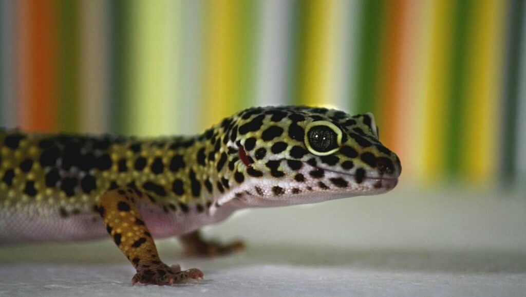 Consejos para un fondo atractivo en tu terrario de geckos