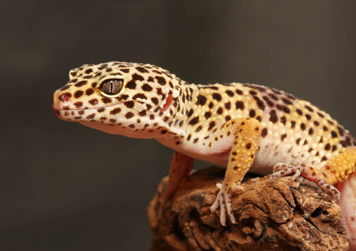 Consejos para una alimentación saludable del gecko de día en Madagascar
