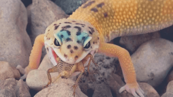 Consejos para una reproducción exitosa de geckos en cautividad