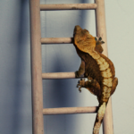 Consejos para una vida larga de los geckos de cola de látigo en cautividad