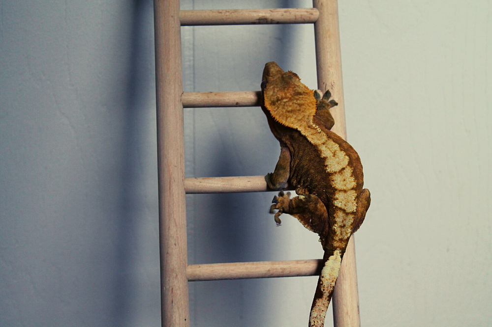 Consejos para una vida larga de los geckos de cola de látigo en cautividad