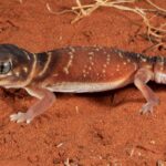 Consejos prácticos para cuidar geckos de cola corta en cautividad