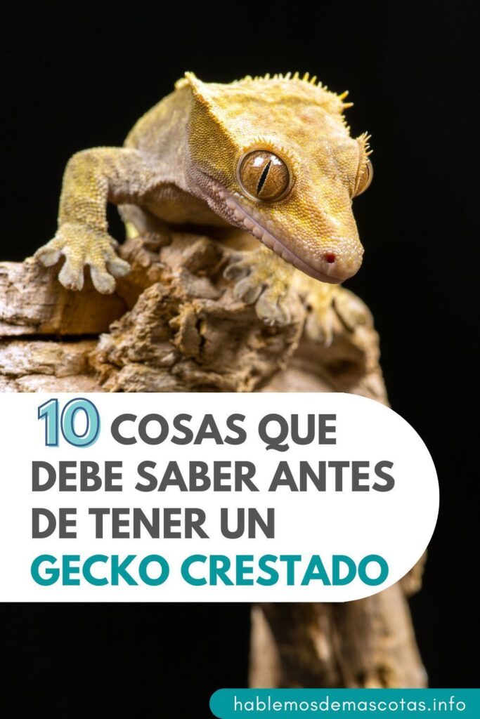 Consejos prácticos para cuidar tu gecko crestado de forma adecuada