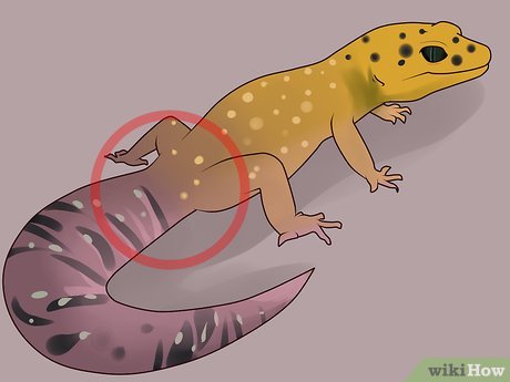 Consejos prácticos para prevenir problemas de salud en tu gecko