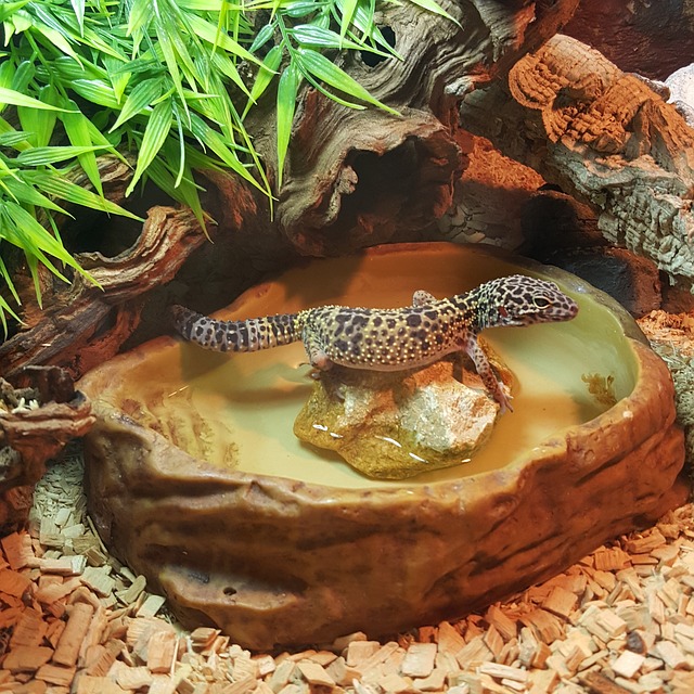 Crea el hábitat perfecto para los geckos de cola de cinta en casa