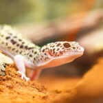 Cuida a tus geckos: guía para optimizar temperatura y humedad