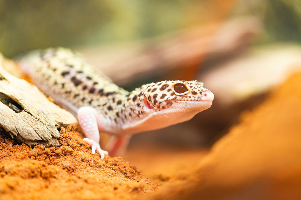 Cuida a tus geckos: guía para optimizar temperatura y humedad