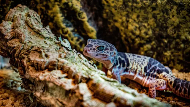 Cuida tus geckos nocturnos: consejos para su bienestar