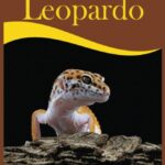 Cuida y protege a tus geckos: guía para su salud y bienestar