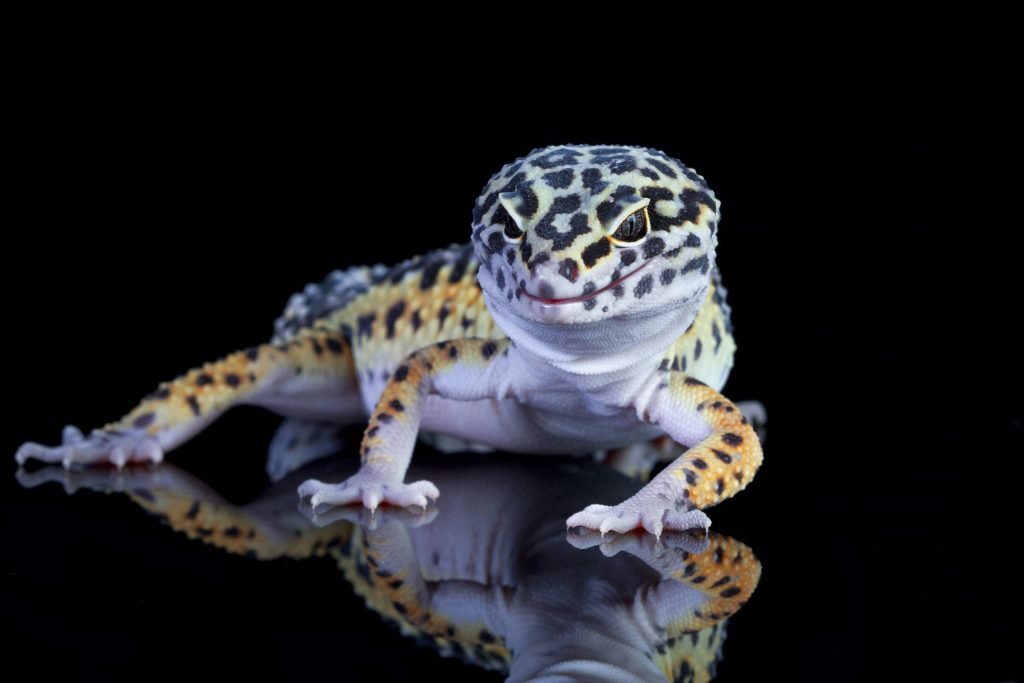 Cuidado de geckos con iluminación especial: Guía completa para el cuidado y consejos útiles