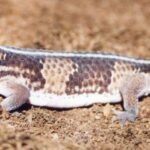 Cuidados esenciales para geckos de cola gorda: todo lo que debes saber