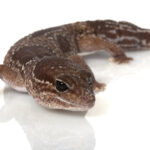 Cuidados para gecko africano de cola gorda en cautiverio