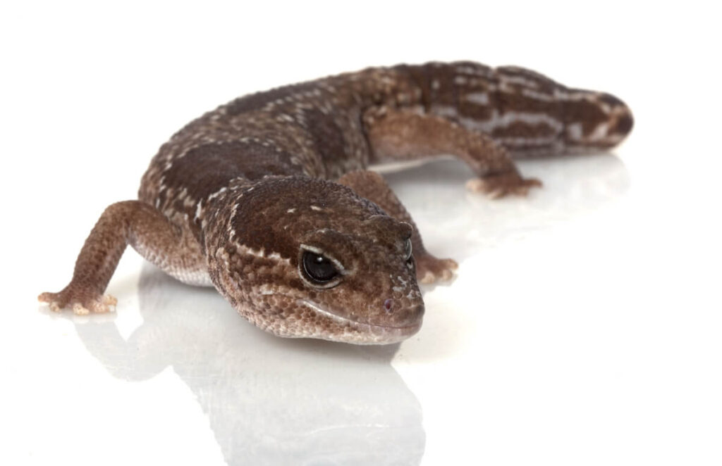 Cuidados para un gecko africano de cola gorda: todo lo que debes saber