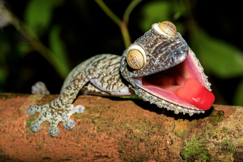 Curiosidades sorprendentes de la reproducción de los geckos en 2021