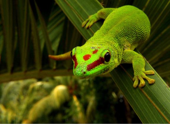 Datos sorprendentes del gecko diurno de Madagascar: tamaño y peso promedio para amantes de reptiles