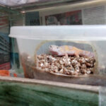 Desafíos al criar geckos en cautiverio: cómo superarlos