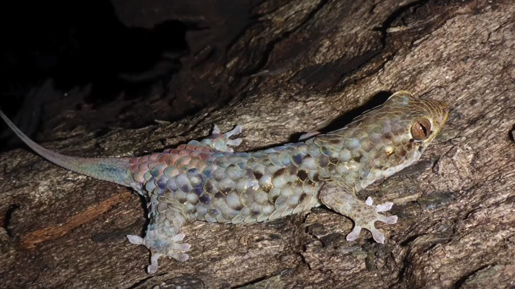 Desafíos del gecko de cola en látigo: amenazas y supervivencia