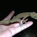 Descubre al gecko evasivo: una especie fascinante que cautiva a los exploradores