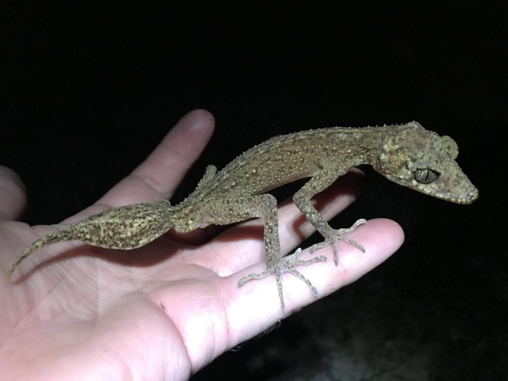 Descubre al gecko evasivo: una especie fascinante que cautiva a los exploradores